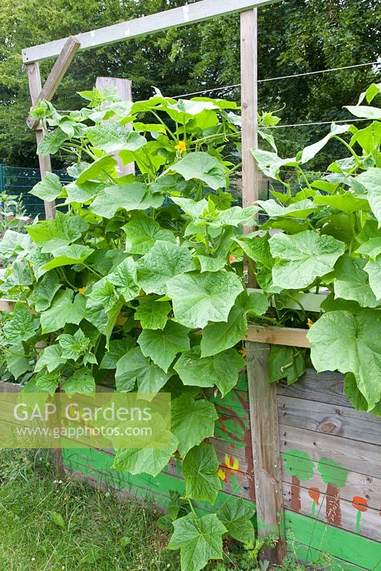 Pumpkin in raised bed, Cucurbita pepo 