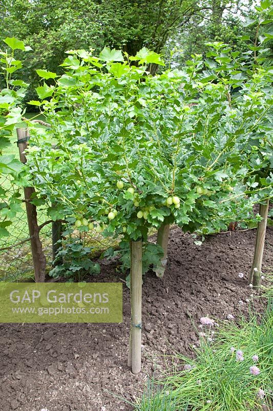 Gooseberry standard tree, Ribes uva-crispa 