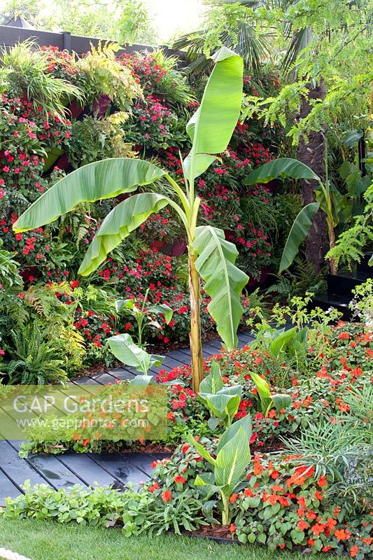 Jungle-like planting with banana and busy Lizzies, Musa, Impatiens walleriana 