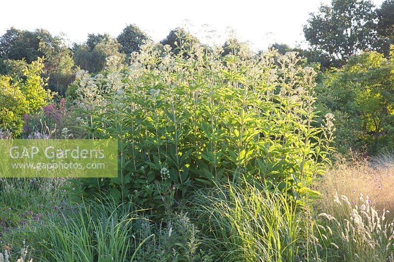 Eupatorium maculatum Snowball 