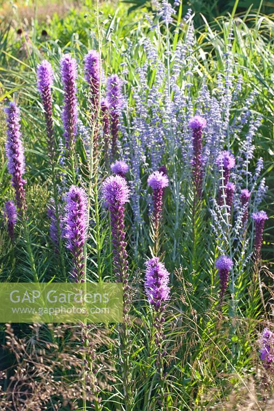 Liatris spicata, Perovskia atriplicifolia Little Spire 