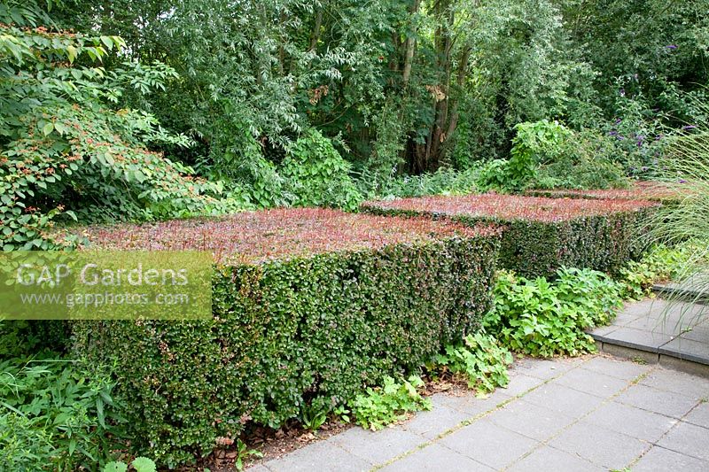 Berberis woodland 