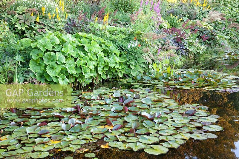 Pond with shore plants 