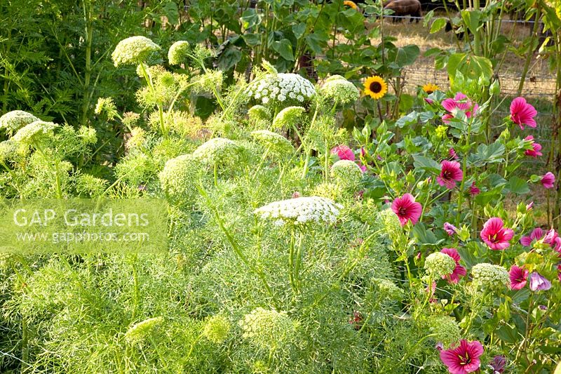 Annual summer flowers, Ammi visnaga, Malva sylvestris 