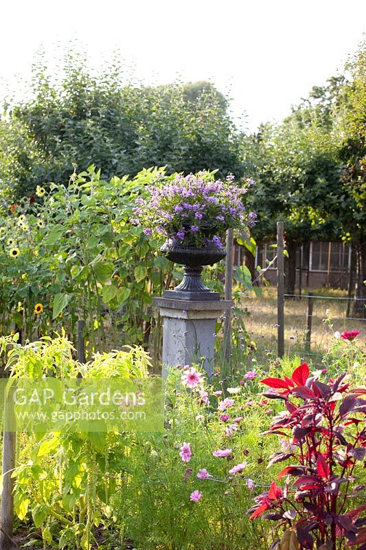 Garden with annual summer flowers and vase with Scaevola aemula 