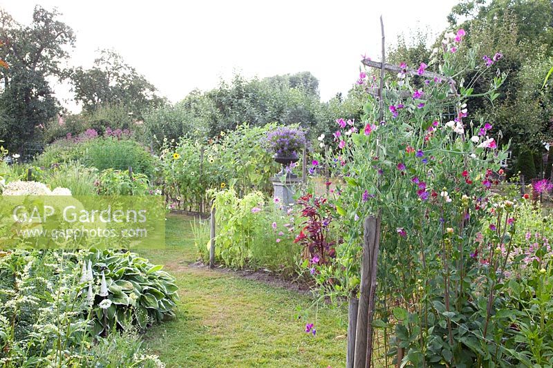 Garden with annual summer flowers, Lathyrus odoratus 