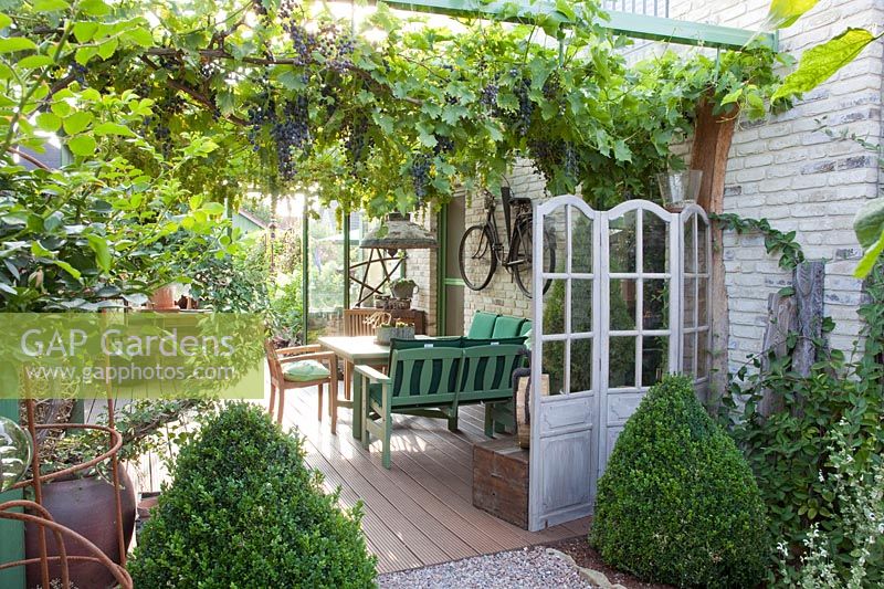 Terrace with wine, Vitis vinifera 