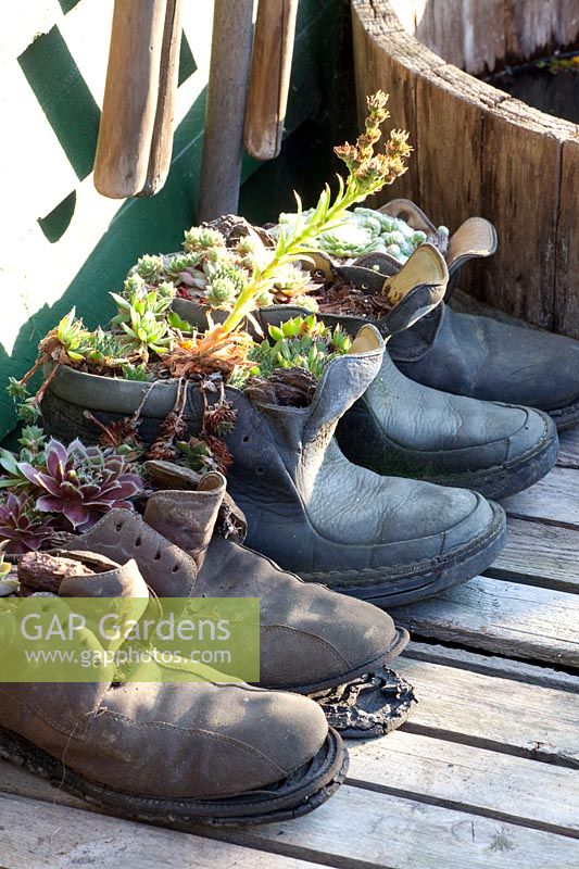 Shoes planted with houseleek, Sempervivum 