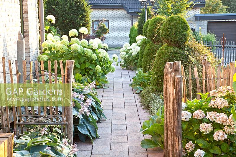 Path at the house with hydrangeas, Hydrangea arborescens Annabelle 