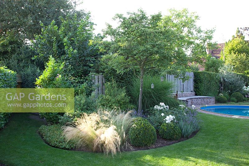 Bed with serviceberry, boxwood, feather grass, roses, Amelanchier, Buxus, Nasella tenuissima, Rosa Aspirin 