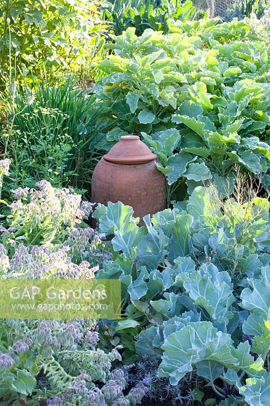 Bed with perpetual cabbage, sea kale and borage, Brassica oleracea, Crambe maritima, Borago officinalis 