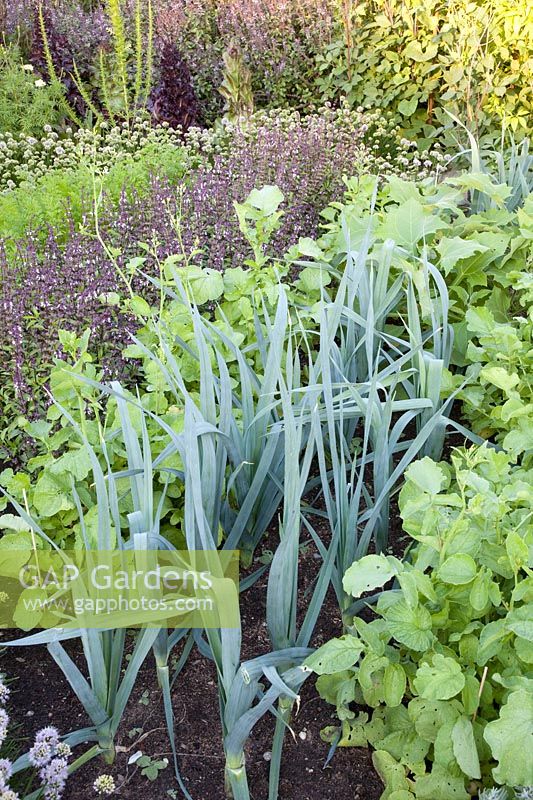 Bed with carrots, basil, radish and leek, Daucus carota, Ocimum basilicum African Blue, Raphanus sativus, Allium porrum 