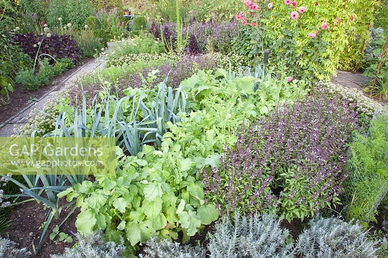 Bed with carrots, basil, radish and leek, Daucus carota, Ocimum basilicum African Blue, Raphanus sativus, Allium porrum 