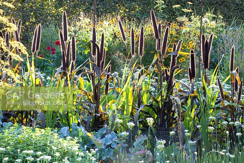 purple millet; Pennisetum glaucum Purple Majesty 