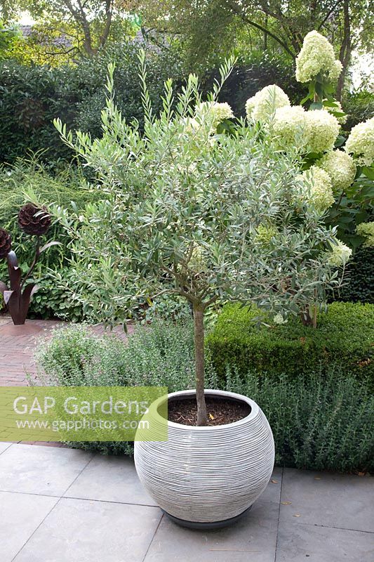 Olive tree in pot, Olea europaea 