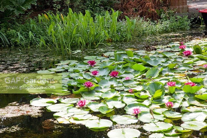 Water lilies in the pond, Nymphaea 