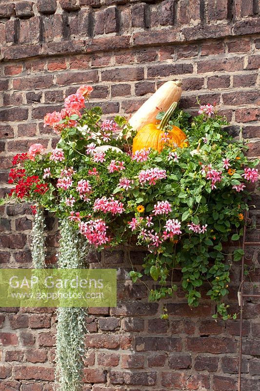 Hanging basket with balcony plants and pumpkin 