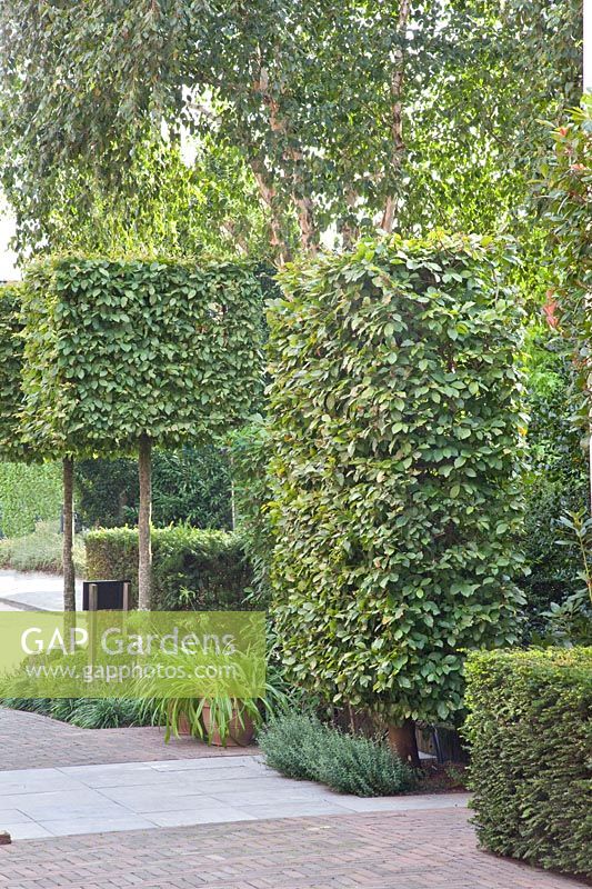 Cubes and privacy screen made of hornbeam in the front garden, Carpinus betulus 