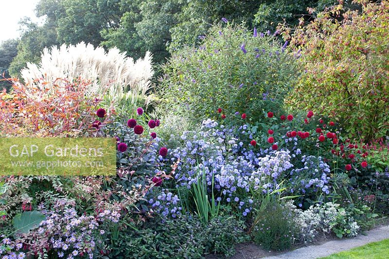 Perennial bed with shrubs in September, Miscanthus, Dahlia, Aster Marie Ballard, Buddleja davidii, Euonymus europaeus 