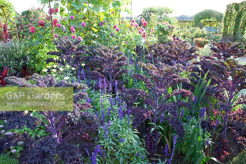 Bed with purple kale and mealy sage, Brassica oleracea Redbor, Salvia farinacea 