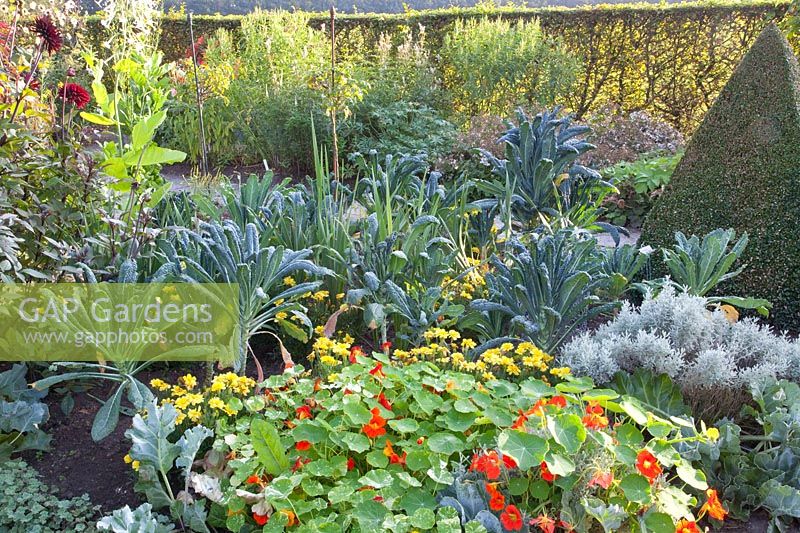 Bed with Tuscan palm cabbage, Brassica oleracea Nero di Toscana 