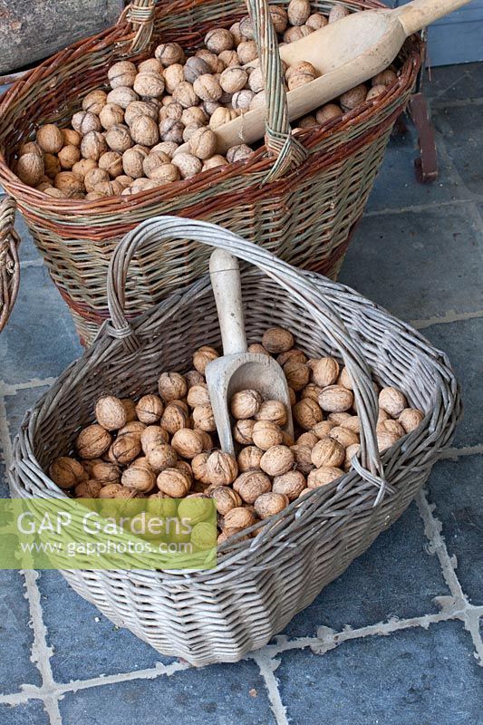 Walnuts in baskets, Juglans regia 