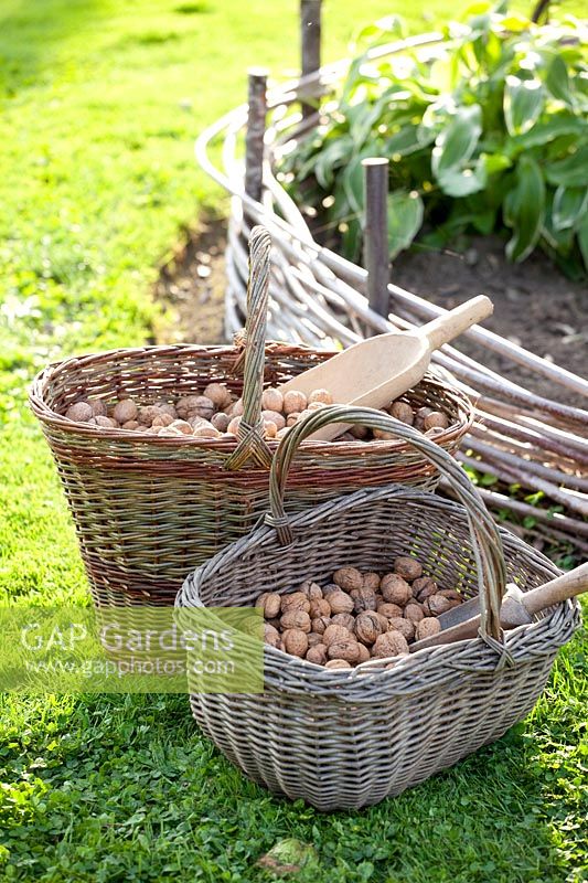 Walnuts in baskets, Juglans regia 