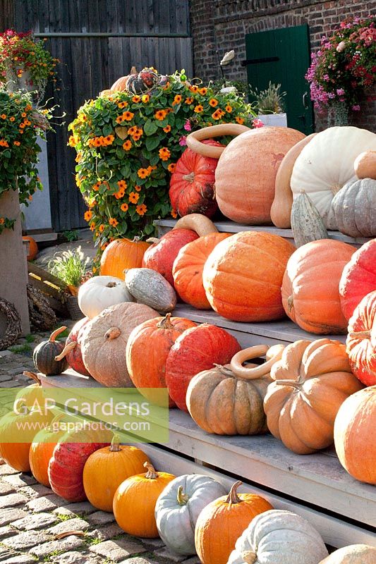 Pumpkins, Cucurbita 