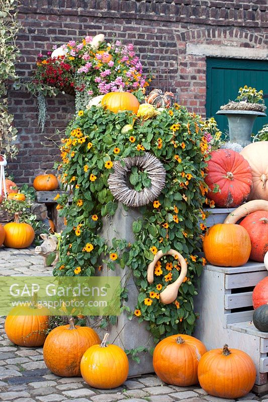 Planter with Black-eyed Susan, decorated with pumpkins and gourds, Thunbergia alata 