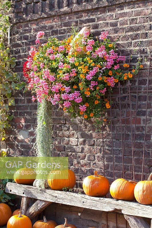 Wall basket with balcony plants and pumpkin 