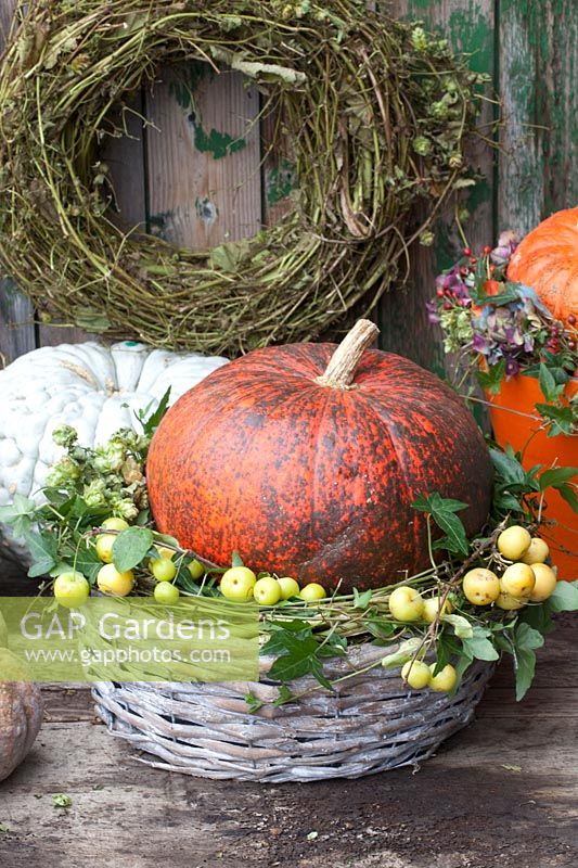 Decoration with pumpkin and ornamental apples, Cucurbita, Malus 
