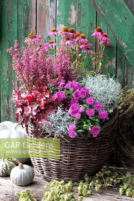 Basket with Echinacea purpurea, Erica gracilis, Aster, Heuchera, Calocephalus brownii 