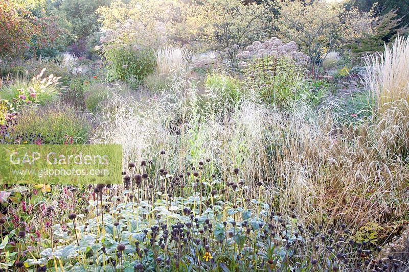 Seed heads and grasses in the autumn garden, Helenium, Deschampsia cespitosa 