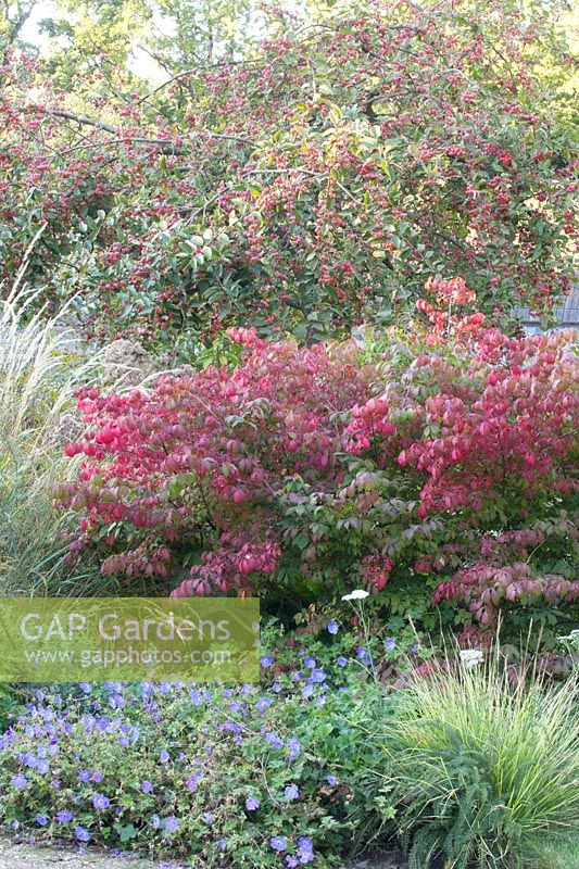 Bed with spindle tree, cranesbill and crabapple, Euonymus alatus, Malus Red Sentinel, Geranium Rozanne 