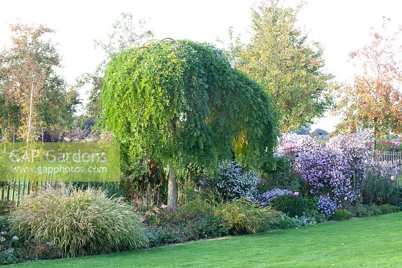 Bed with pagoda tree and asters, Sophora japonica Pendula 