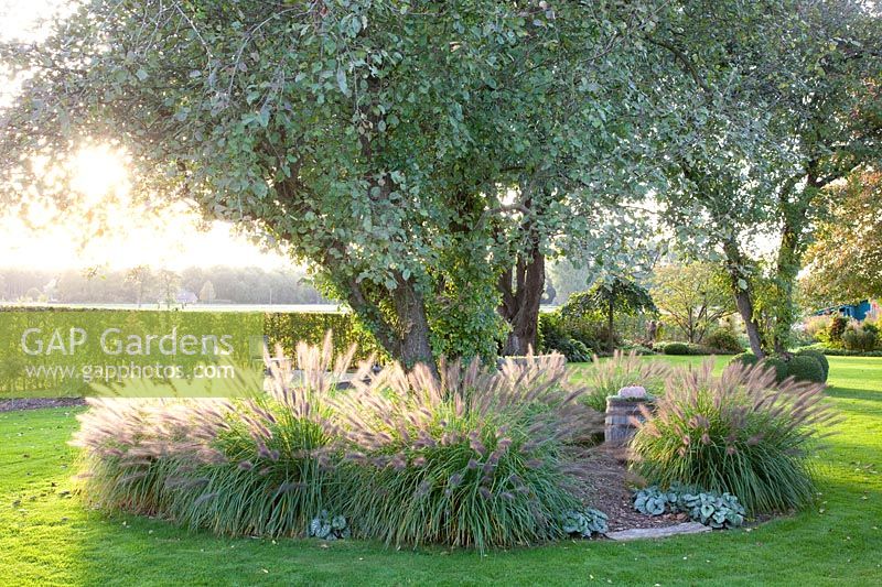 Fountain grass under tree, Pennisetum alopecuroides Moudry 