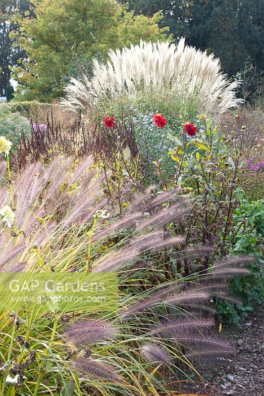 Chinese silver grass, Miscanthus sinensis, Pennisetum alopecuroides Moudry 