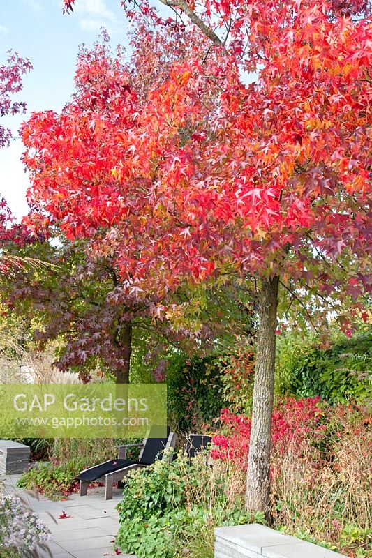 Seating under sweetgum, Liquidambar styraciflua 