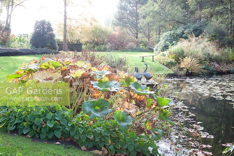 Autumn at the garden pond 