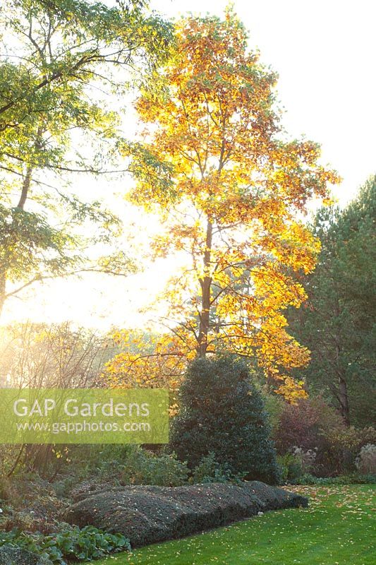 Tulip tree, holly and woody area of cotoneaster, Liriodendron tulipifera, Ilex, Cotoneaster dammeri Coral Beauty 