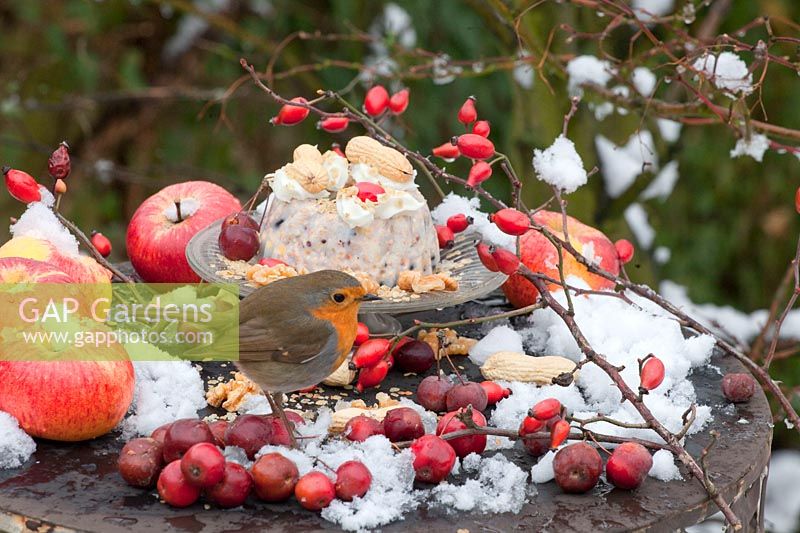 Small bird feeder cake with robin 
