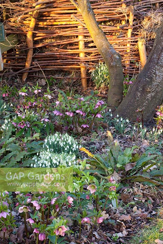 Snowdrops and Lenten roses, Galanthus nivalis, Helleborus orientalis 