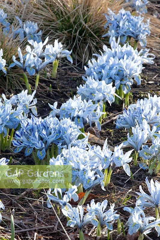 Reticulated Iris, Iris reticulata Sheila Ann Germany 