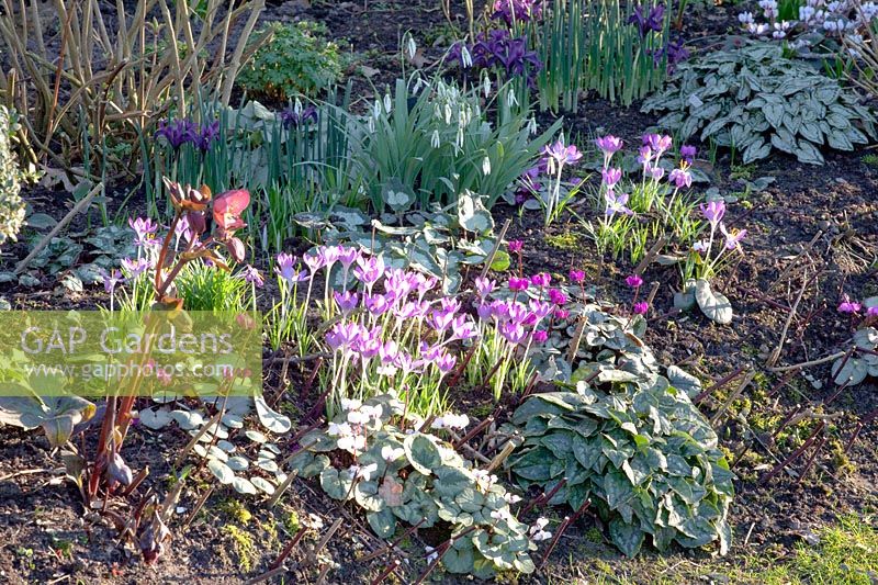 Bed with crocus, winter cyclamen and snowdrops, Crocus tommasinianus, Cyclamen coum, Galanthus 