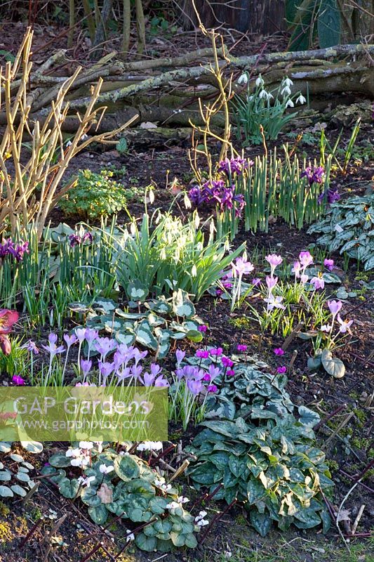 Bed with crocus, winter cyclamen and snowdrops, Crocus tommasinianus, Cyclamen coum, Galanthus 