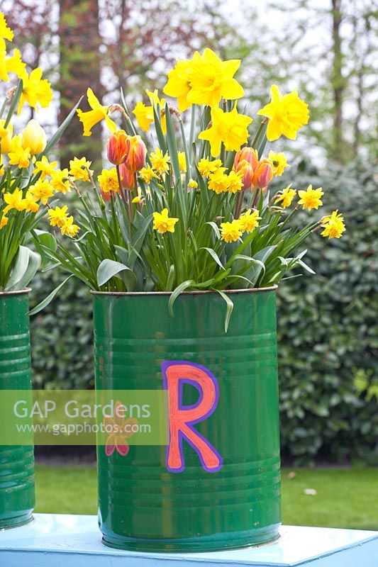 Bulb flowers in painted oil drums 