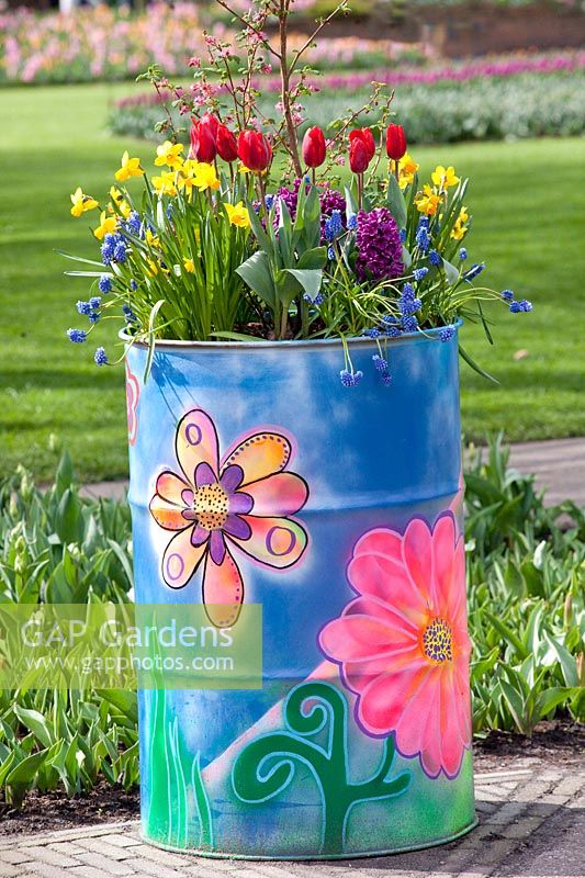 Bulb flowers in painted oil drums 