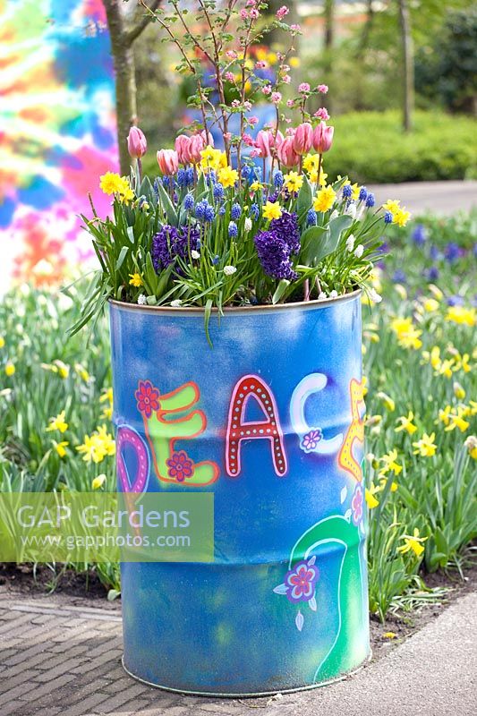 Bulb flowers in painted oil drums 