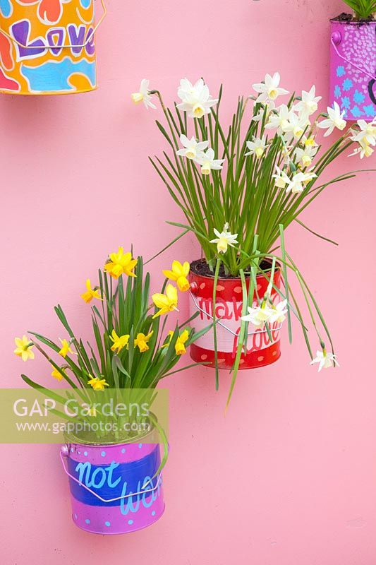 Bulb flowers in painted tins 