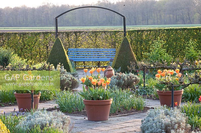 Vegetable garden in spring with tulips in pots, Tulipa fosteriana Orange Emperor 